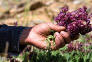 ممنوعیت برداشت بی‌رویه گیاهان دارویی از عرصه‌های منابع طبیعی شهرستان سلماس
